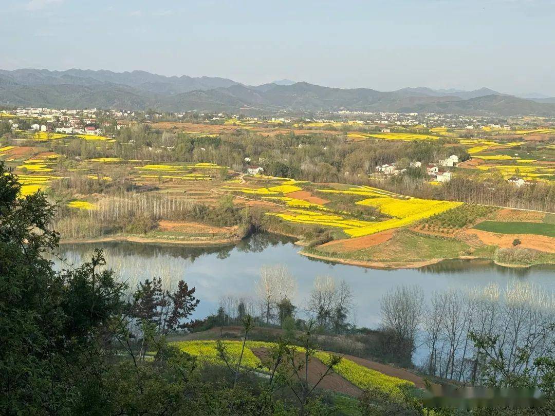 外地游客对洋县油菜花海的真实评价
