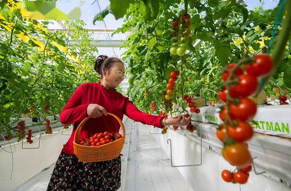 齐鲁正能量农业装上智慧脑德州市平原县亮出科技范