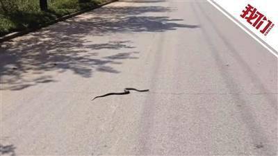 湖南一小区附近发现眼镜蛇已抓捕10余条