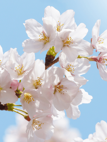 光大旅游走出发去赏樱花咯