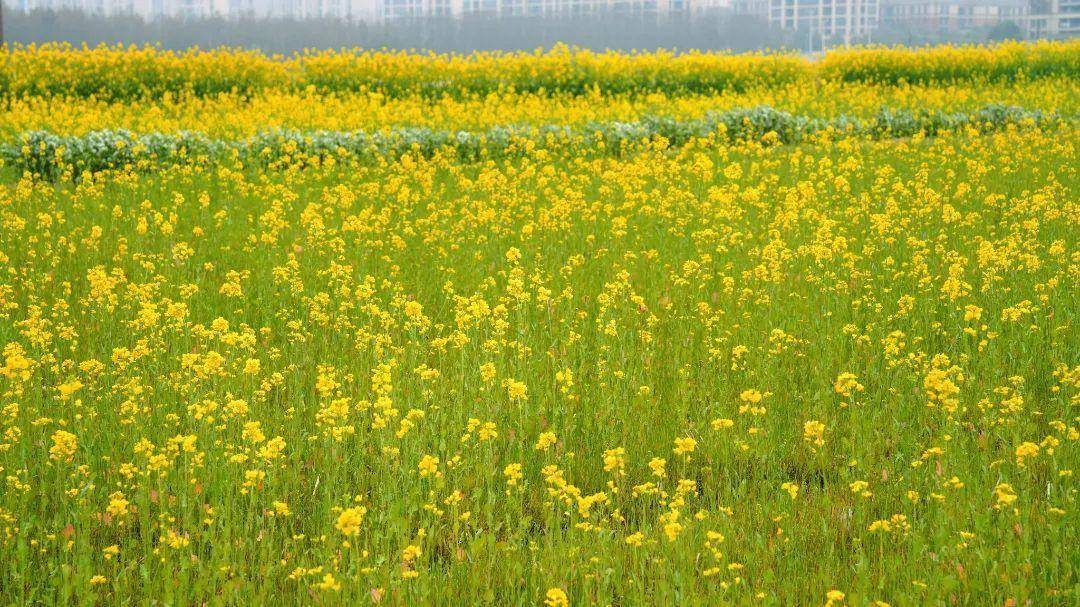 300亩油菜花海