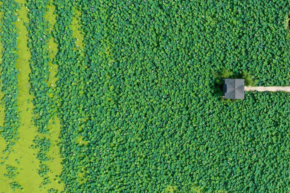 一朵花一座城②山东济南大明湖畔荷香凝木棉同绽广州塔英雄花开英雄城