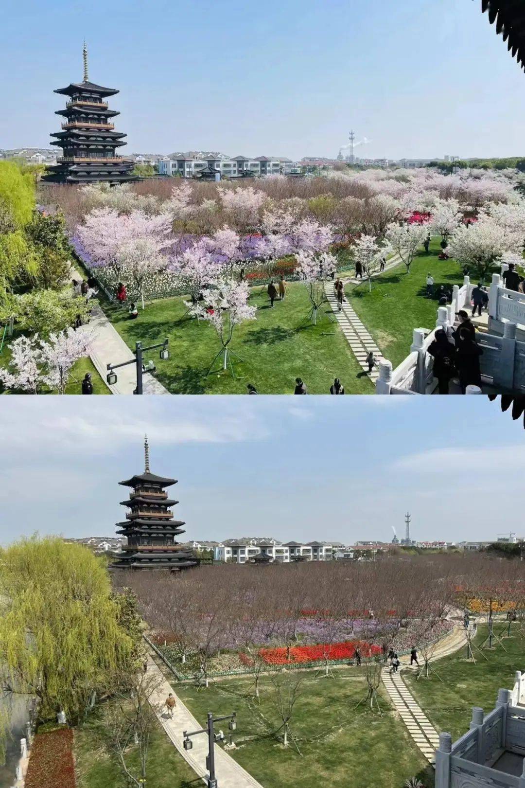 这厢一夜开爆那厢却慢了几拍今年嘉兴的樱花唱哪出