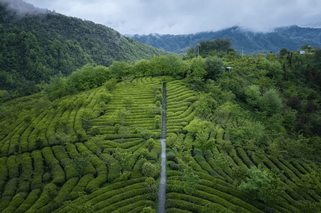 春入巴山,2024镇巴邀您共赴春日盛会!_活动_花海_油菜花