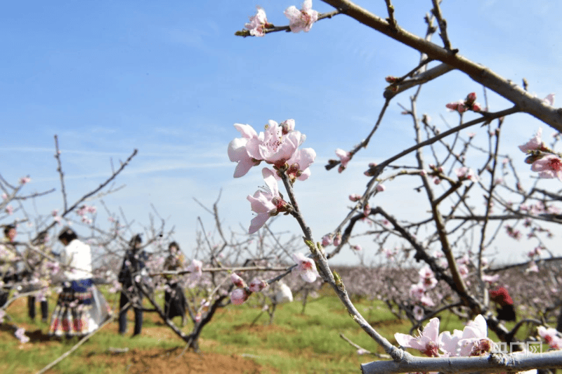 安徽桃花源景区简介图片