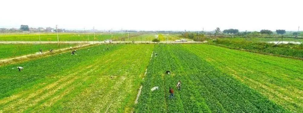 今年,新疆将继续实施粮食产能提升行动,通过调整种植结构,增加耕种