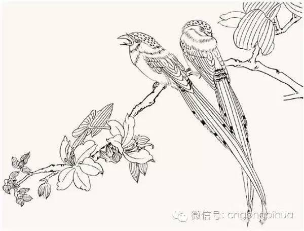 其余上体紫蓝灰色或淡蓝灰褐色