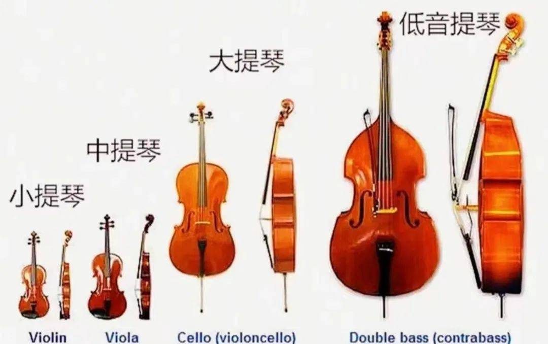 探班低音大提琴什么是能激发荷尔蒙激素的低音e
