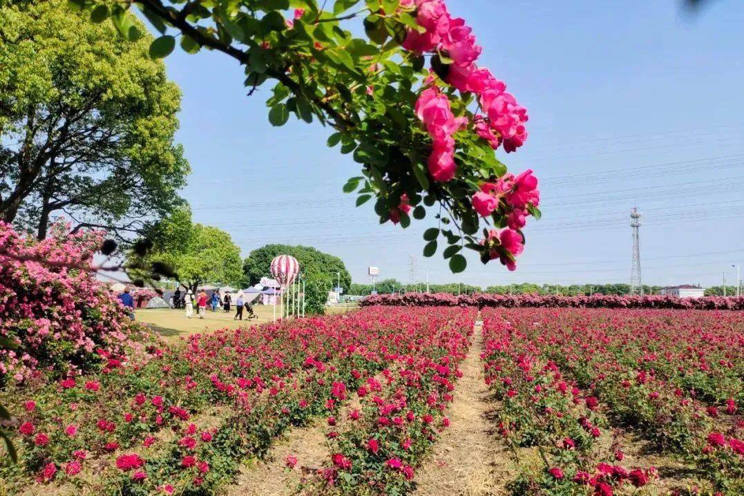 经过近几年优化和升级,目前徐舍镇现代农业产业种类齐全,形成了优质