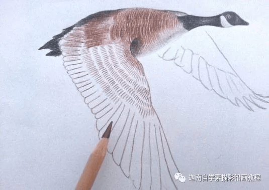 彩铅画大雁