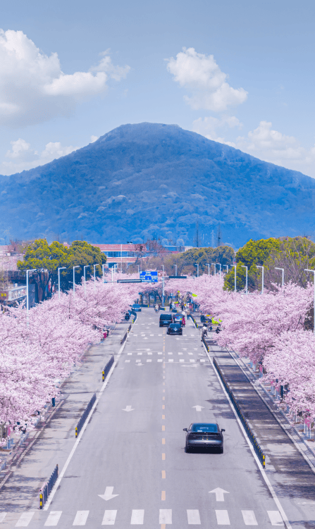 无锡这条路,美出天际!_独月路_樱花_大道