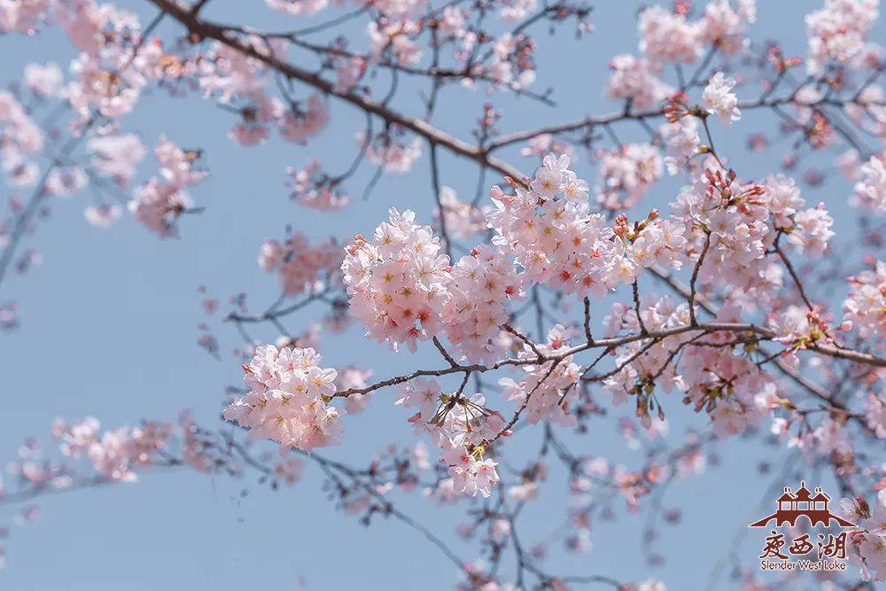 花情预报瘦西湖樱花季小众而幽静万花园樱花谷风景这边独好