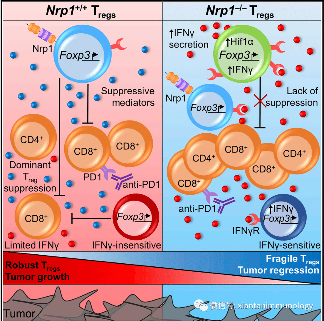 细胞表型,失去抑制活性,但保持foxp3的表达,从而破坏它们的促肿瘤活性