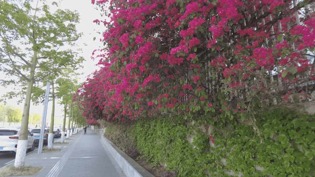 一路繁花 胜利北路三角梅花开正盛_西昌_城市_季节