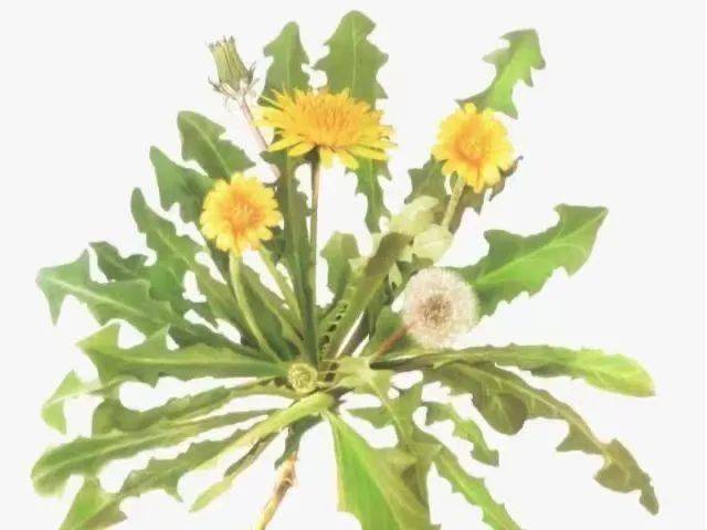 中药名茵陈,营养价值丰富,有杀菌,养肝护肝,清热利湿,凉血止血的功效