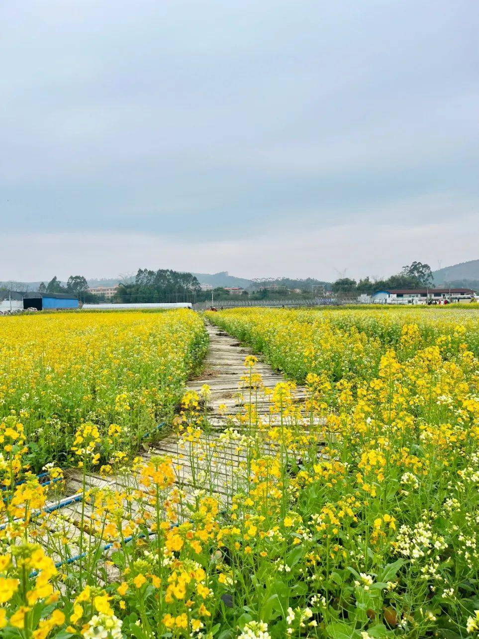 油菜花盛开的地方图片