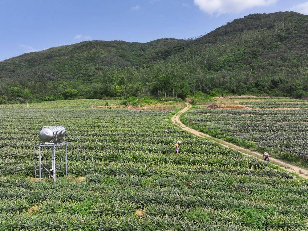 台湾凤梨 种植图片