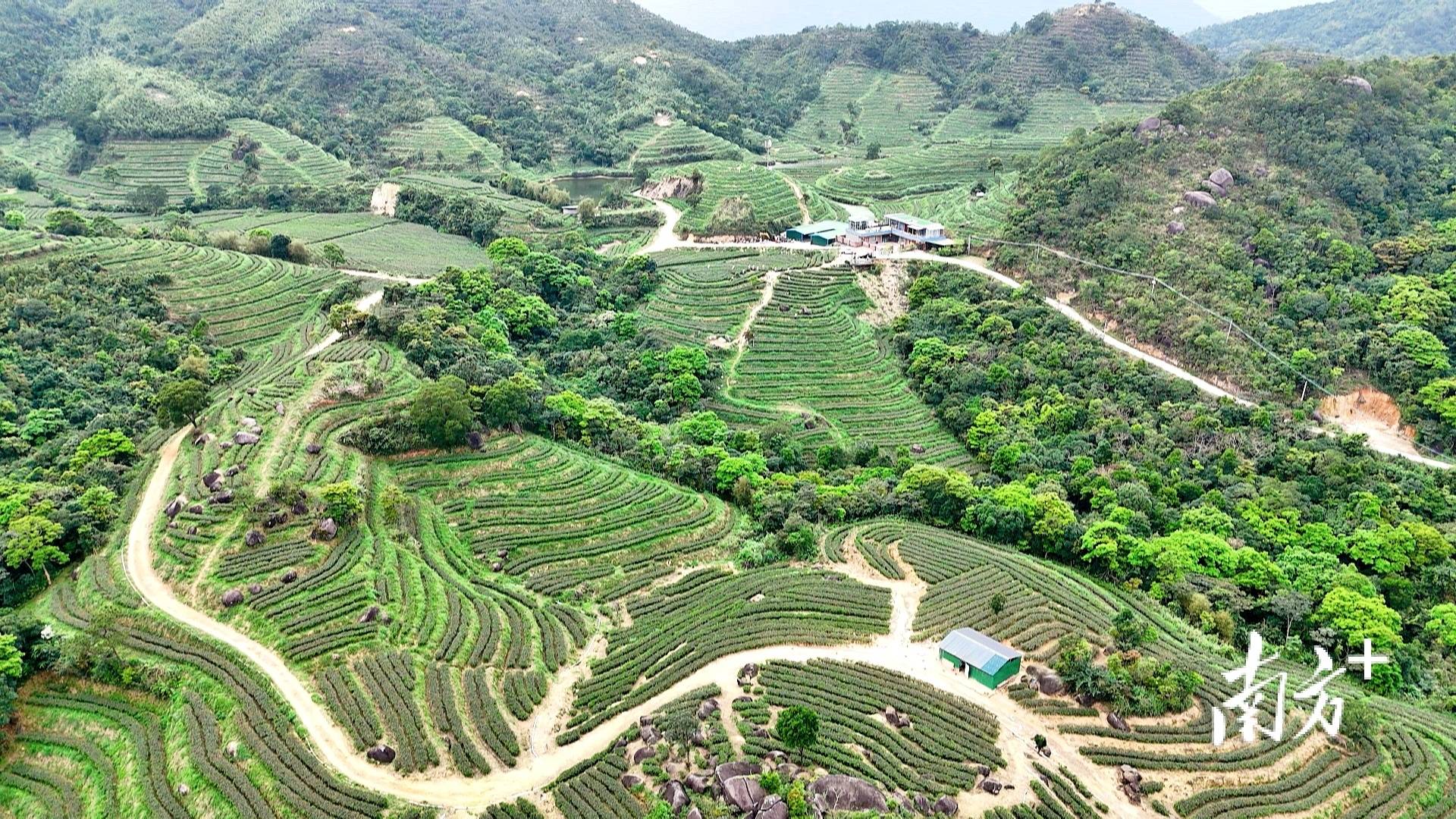 东水山茶抢鲜上市品尝春天的味道