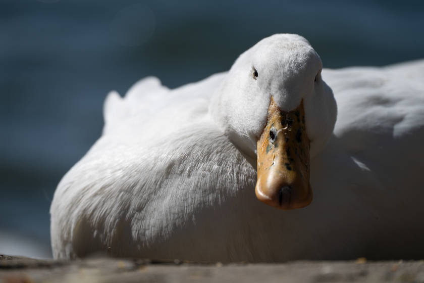 真一镜走天下 尼克尔z 28-400mm f/4-8 vr评测_镜头_尼康_的设计