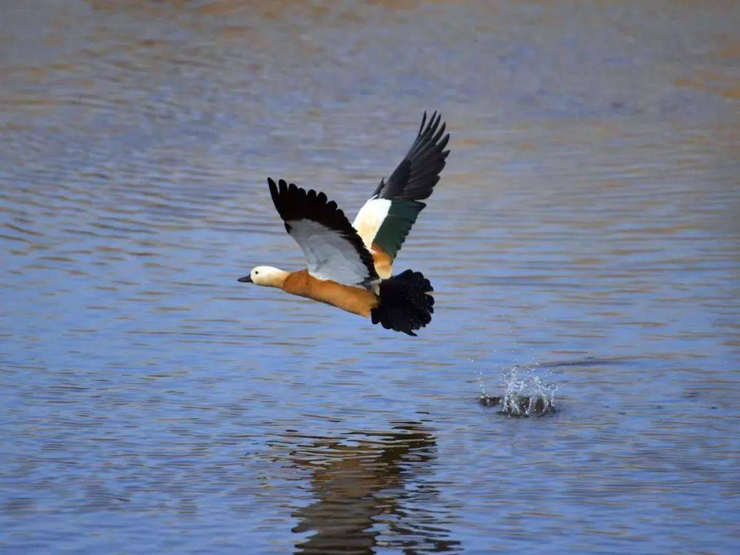 白枕鹤_自然保护区_白鹳