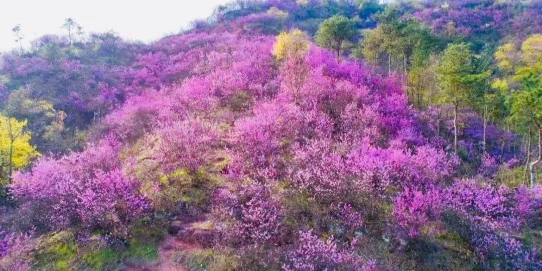 紫荆花开