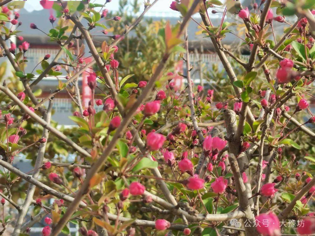 淮阳中学校花图片