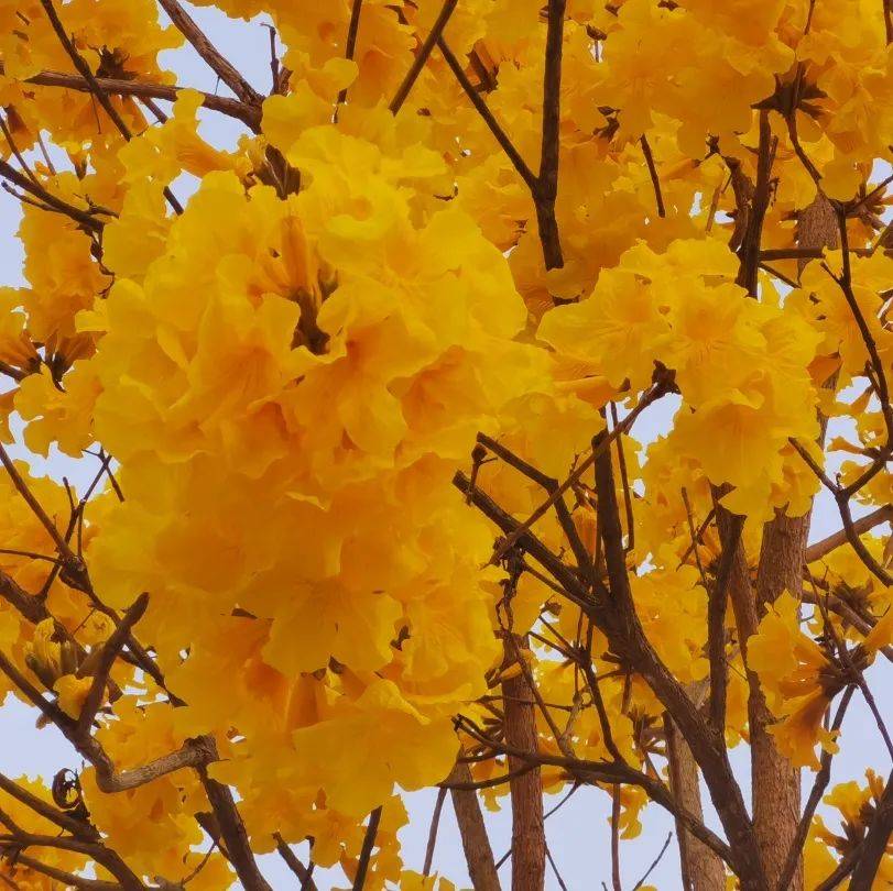 黄花风铃木古诗图片