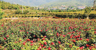 昆明花卉基地联系方式图片