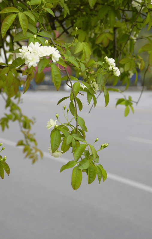 七里香长什么样图片