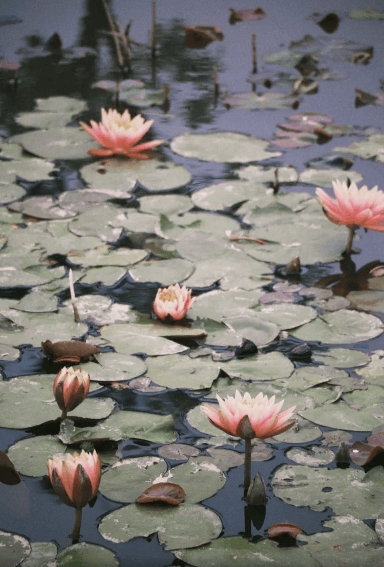 颜值爆表福建高校校花曝光