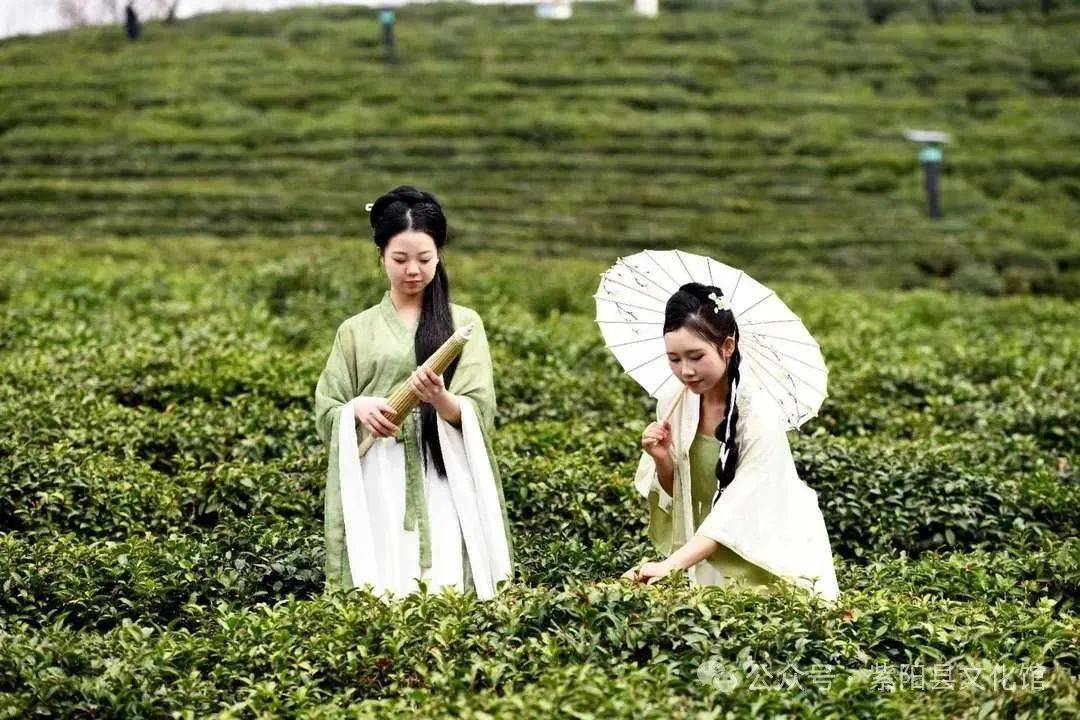 紫阳26万亩茶园正式开采!快来上茶山,采春茶,观春景!_活动_安康_图片