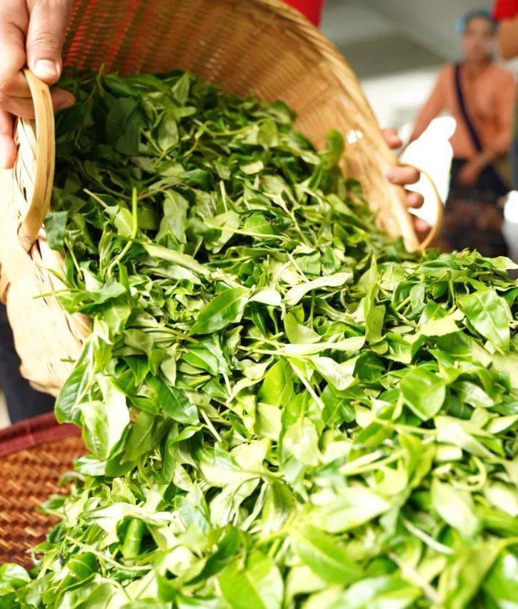 春的仪式景迈山春茶即将抢鲜开采