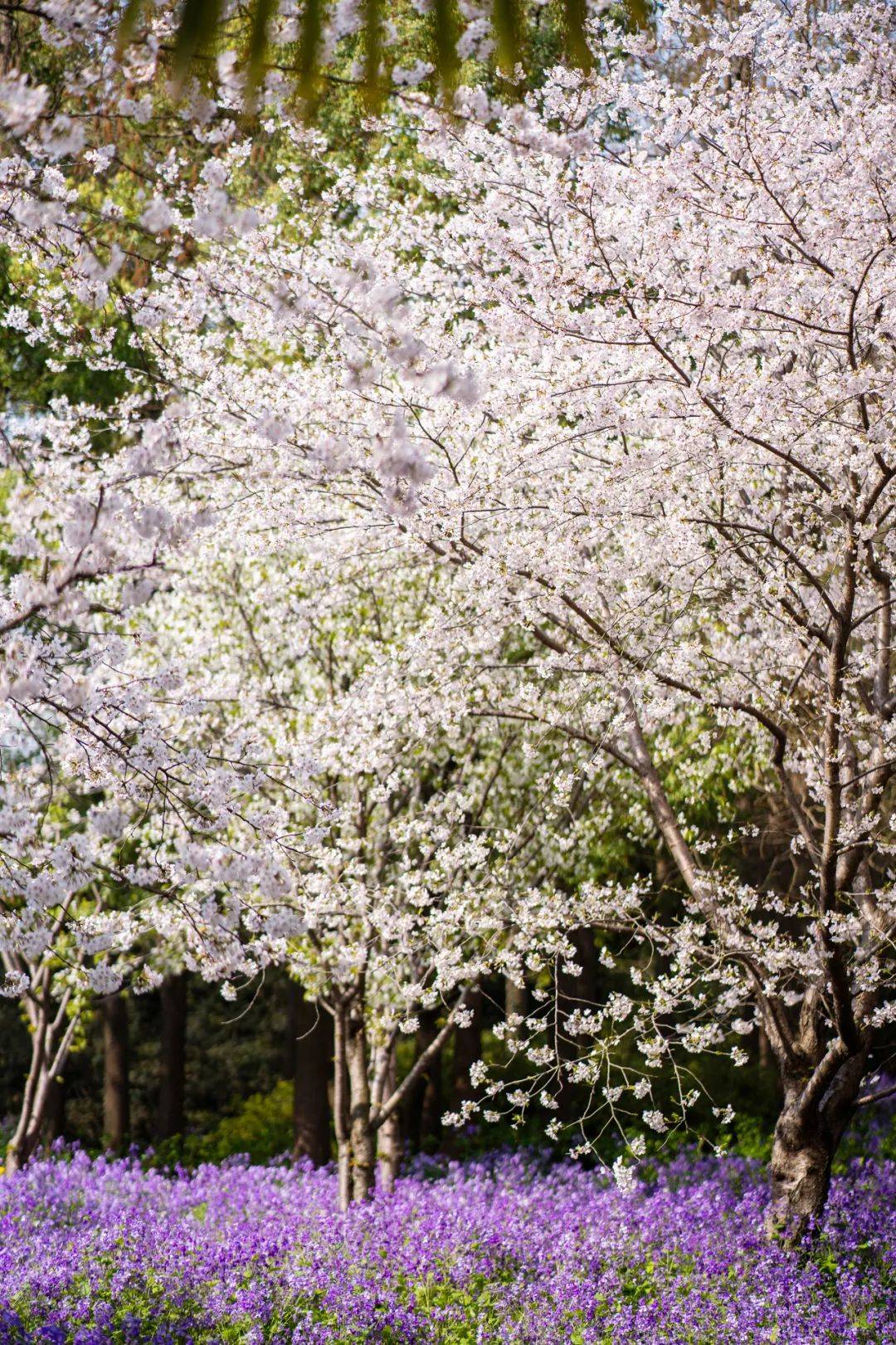 世纪公园樱花绽放约