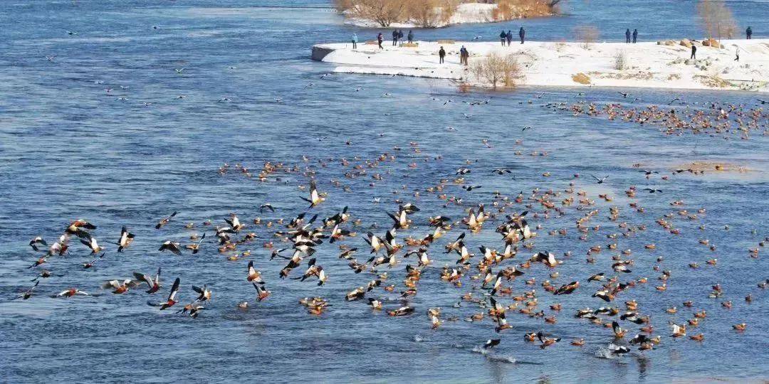 候鸟精灵来做客一键get吉林省观鸟地图