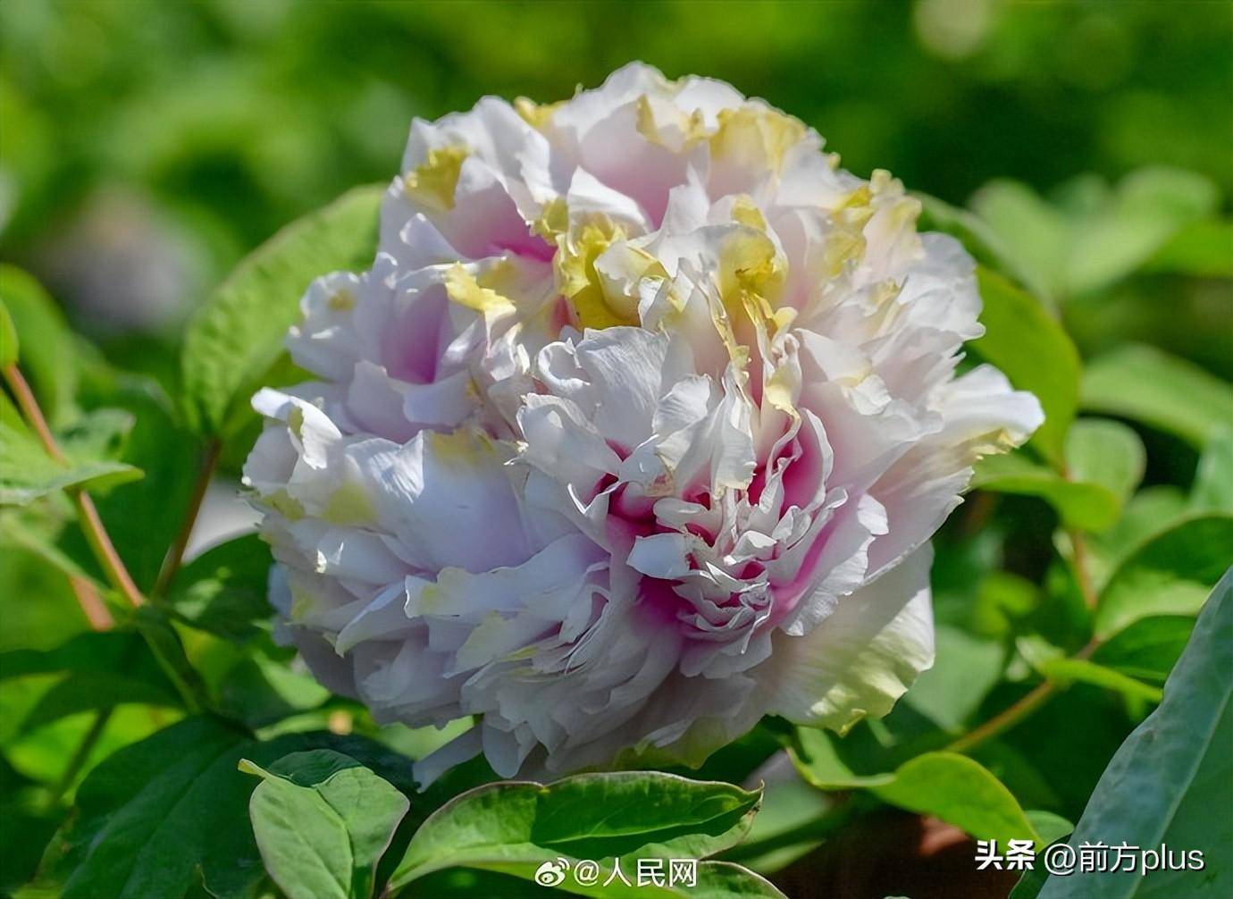 洛阳牡丹竟有这么多颜色_河南_花朵_花色