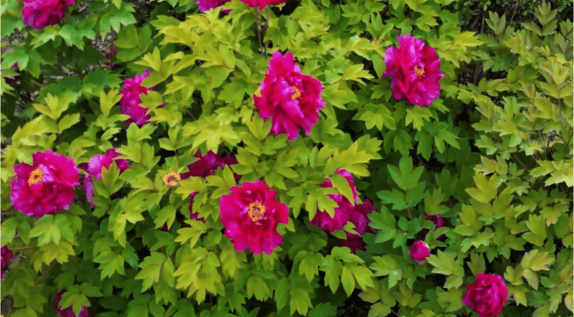 少陵公园牡丹,二月兰市民公园的碧桃,樱花,紫荆九州广场的美人梅