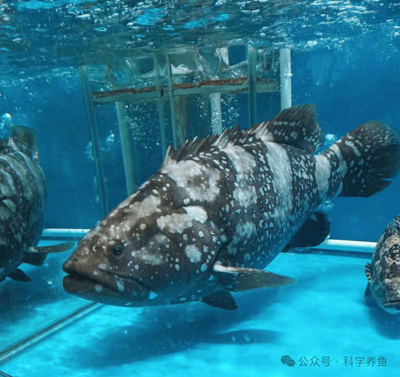 沿海内陆丘陵地区水产行情告诉了我们什么