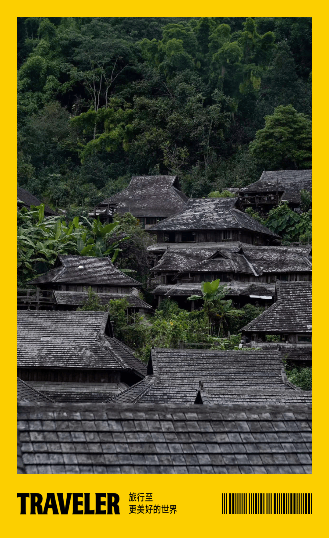 ""普洱不是茶吗?