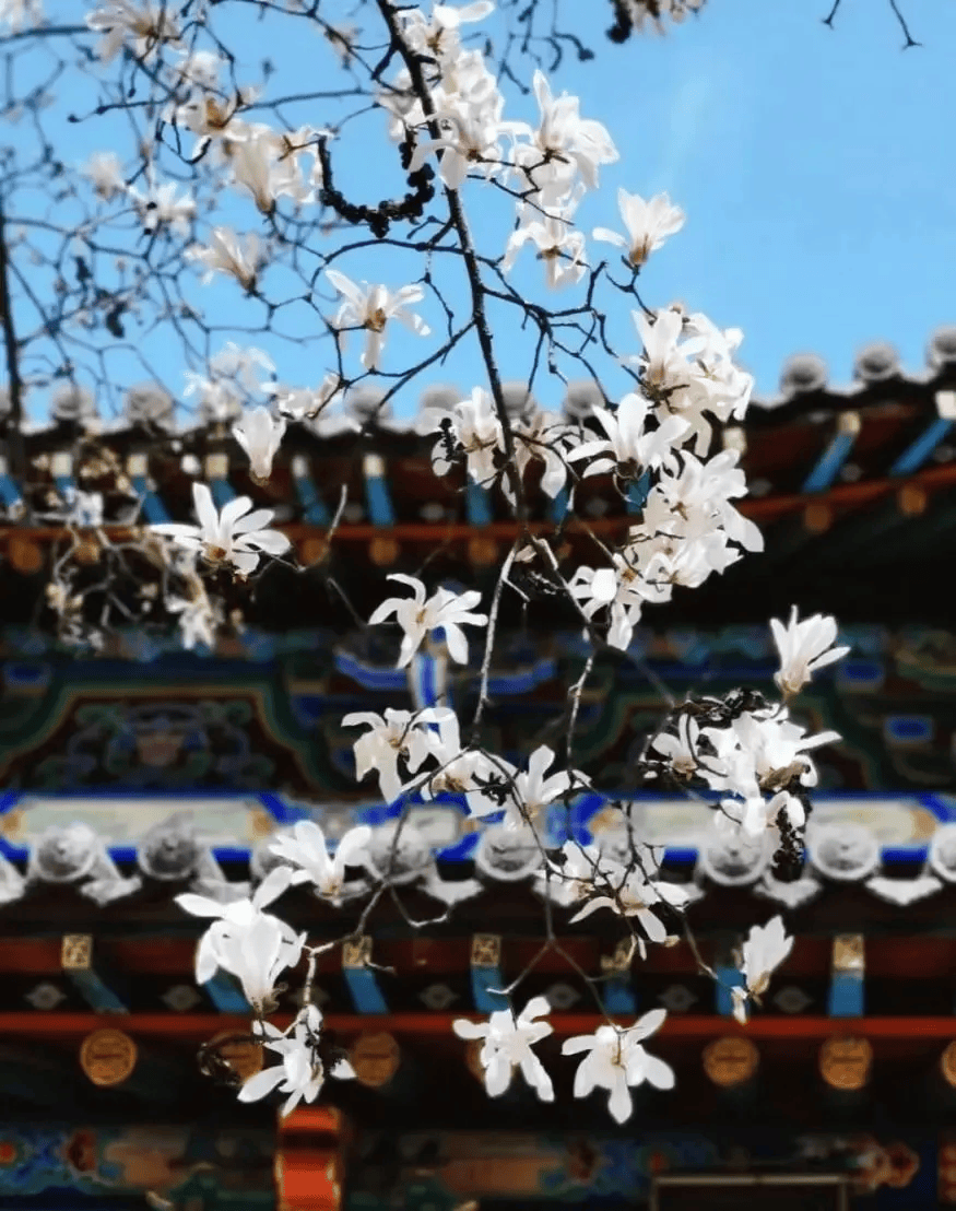 解锁花花世界山西赏花指南来了