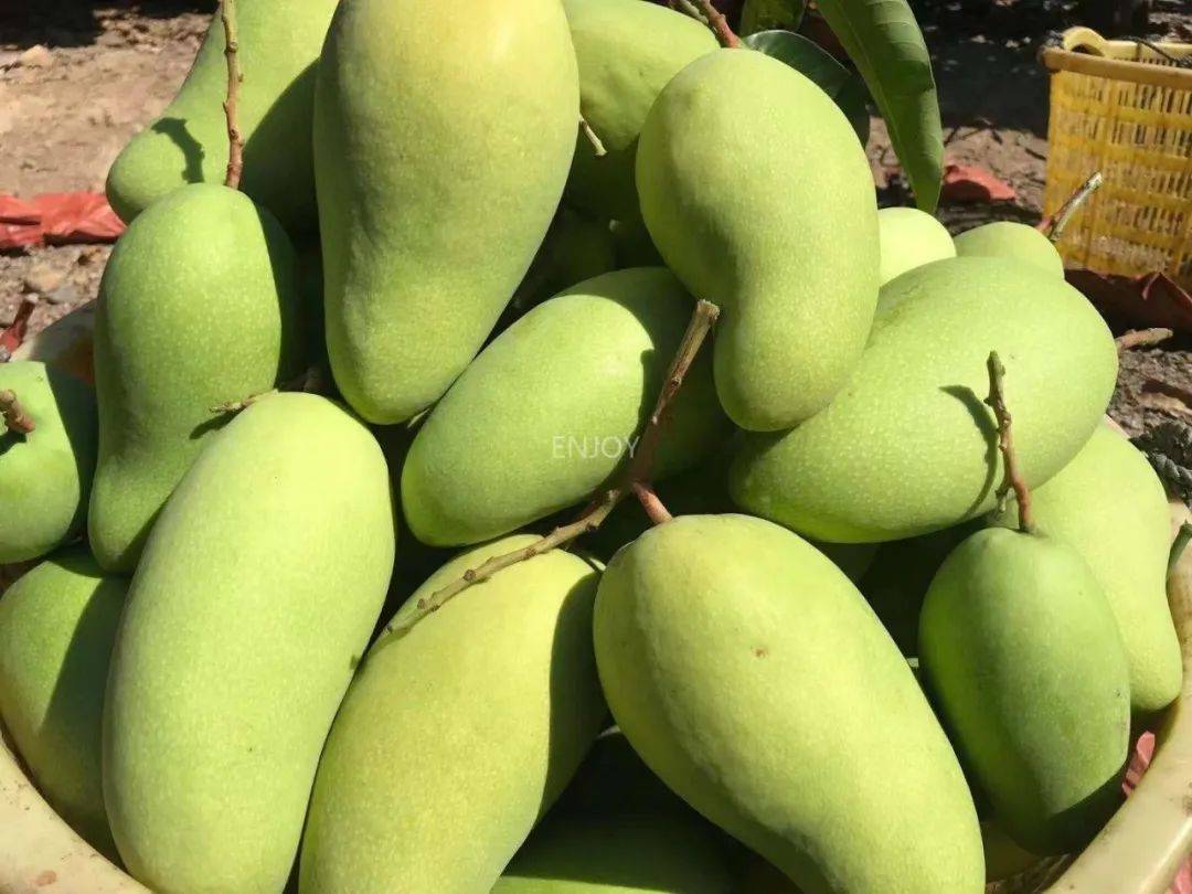 【海南金煌芒】29.9元享5斤特大果!树上自然成熟,细腻多汁!满口都是爆