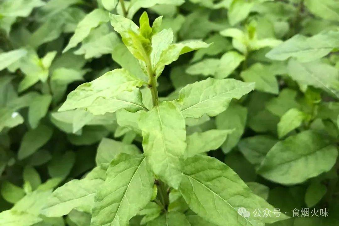 春季踏青挖野菜20种野菜图鉴看看都认识不要收藏好了