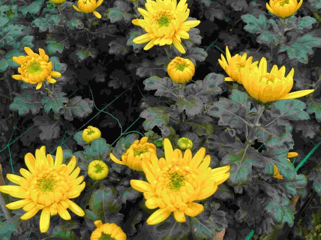 金黄菊花清明开,韶关乐昌长来花田深处采摘忙