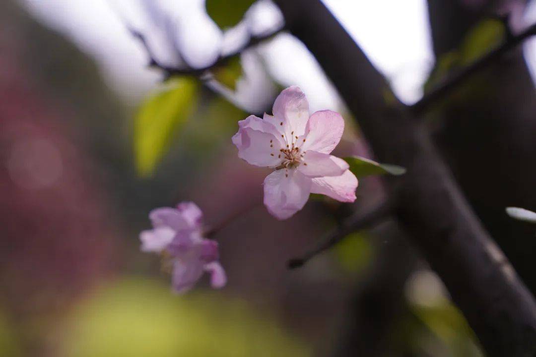 似胭脂轻染又似云霞漫天海棠色乍一撞入眼帘走进公园足以点亮半个公园