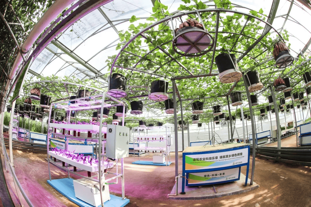 今年菜博会的创新亮点变化看过来