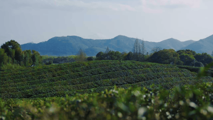 走读余杭径山茶园里体验美好春色里的中式拉花