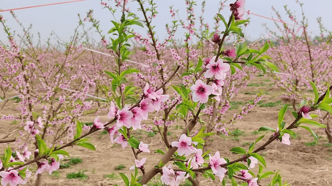 粉海超出片郑州北黄河滩万亩桃花盛开现场图
