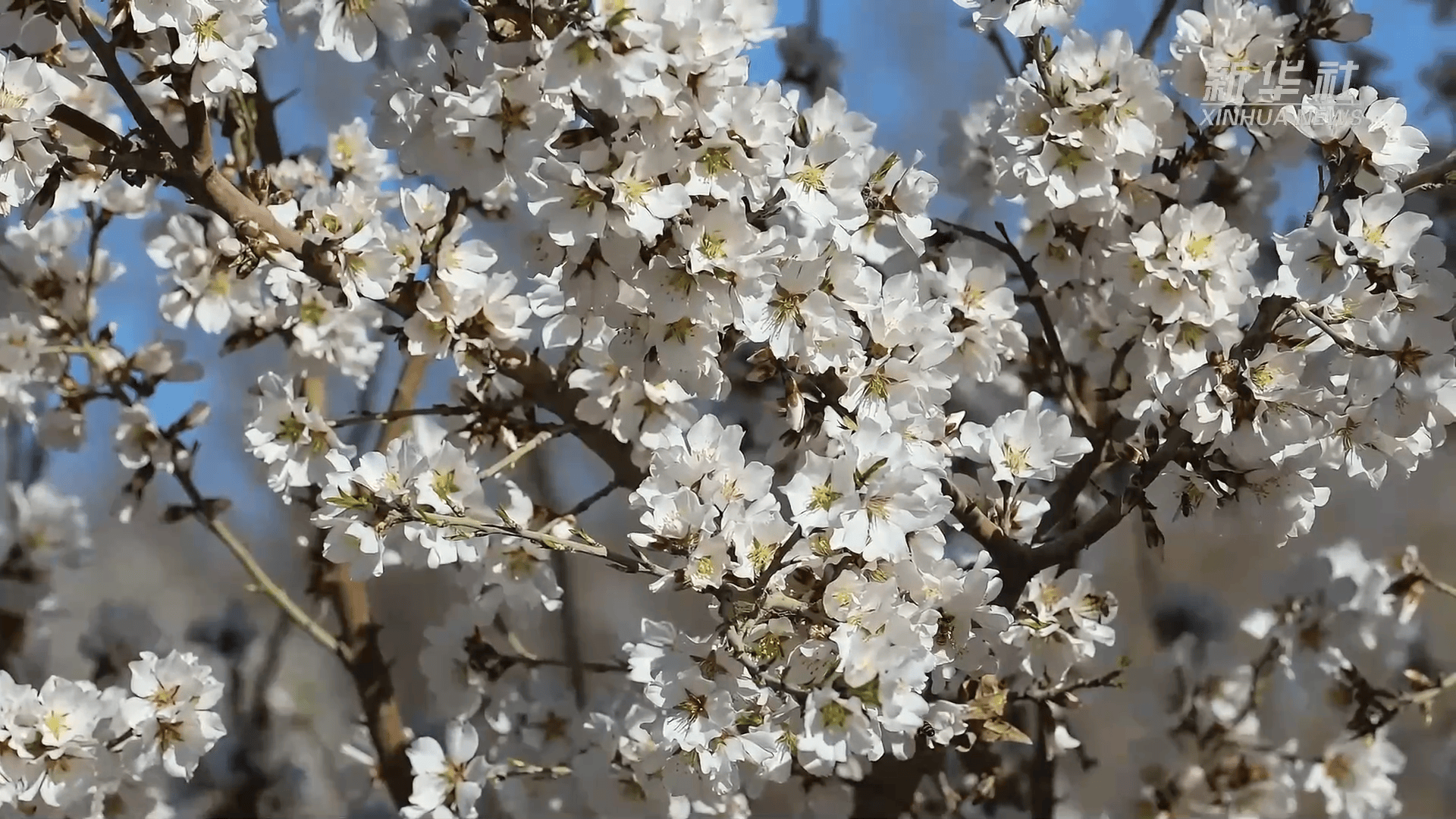 新疆莎车巴旦木花开