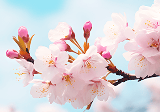 春意盎然不出信州即可感受樱花朵朵