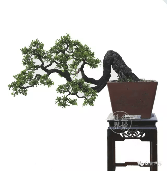 水影横斜_作品_cm_盆景