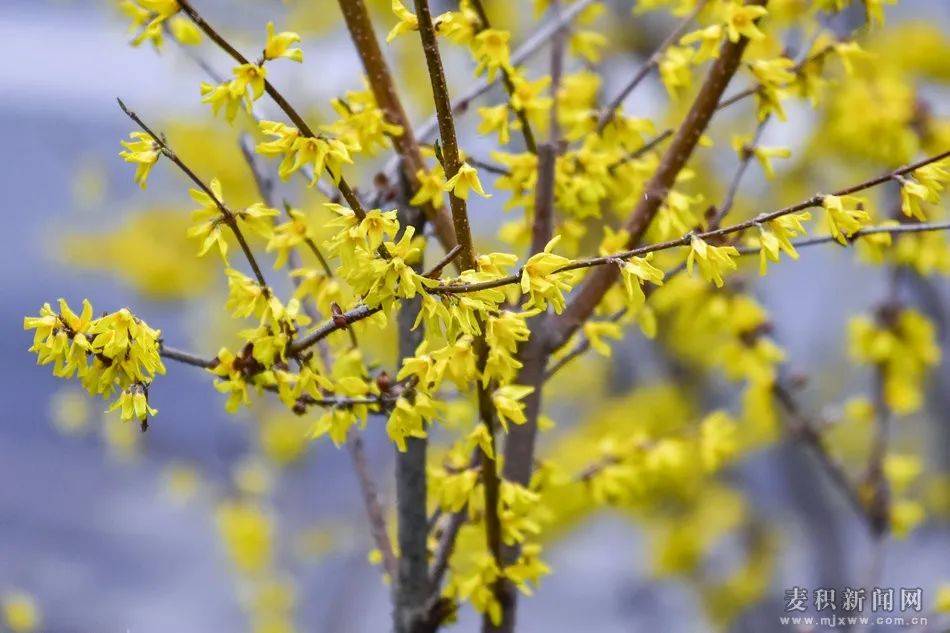 07.梅花疏枝横玉瘦,小萼点珠光.一朵忽先变,百花皆后香.